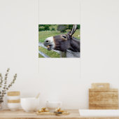 Donkey Mule Farm Animal Country Destination Poster (Küche)