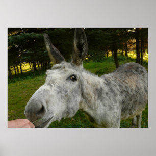 Donkey Niedlich Mule Farm Animal Country Destinati Poster