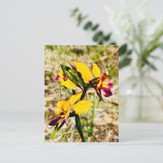 Donkey Orchids Postkarte (Stehend Vorderseite)