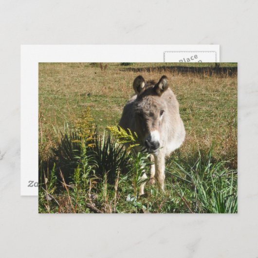 Donkey Picking Gelben Herbst Wildblumen Postkarte (Vorne/Hinten)