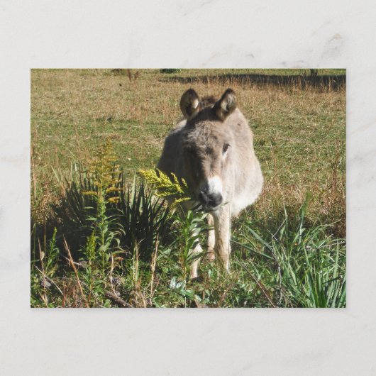 Donkey Picking Gelben Herbst Wildblumen Postkarte (Vorderseite)