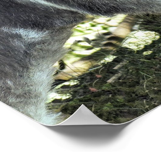 DONKEY POSTER (Ecke)