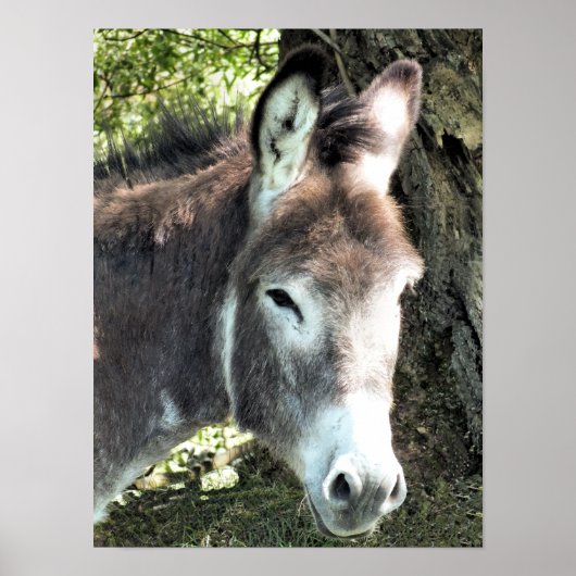 DONKEY POSTER (Vorne)