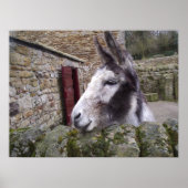 Donkey Poster (Vorne)