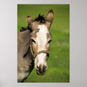 Donkey Poster (Vorne)