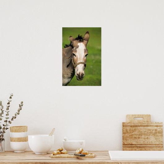 Donkey Poster (Küche)