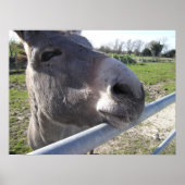 Donkey Poster (Vorne)