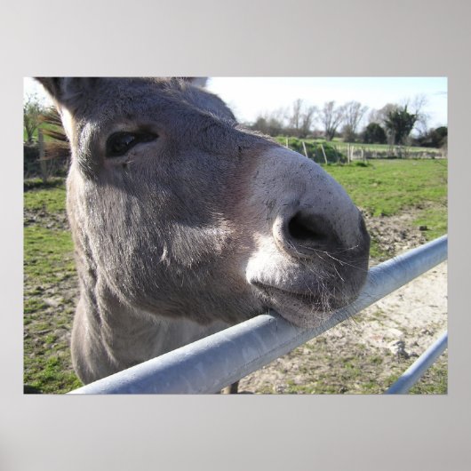 Donkey Poster (Vorne)