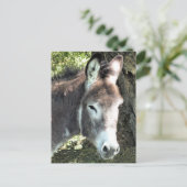 DONKEY POSTKARTE (Stehend Vorderseite)