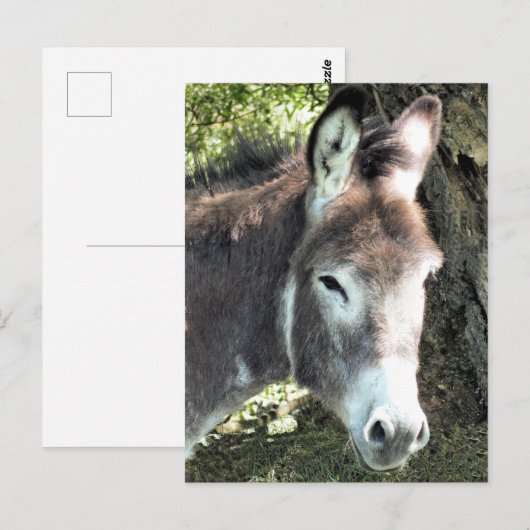 DONKEY POSTKARTE (Vorne/Hinten)