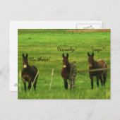 Donkey Postkarte (Vorne/Hinten)