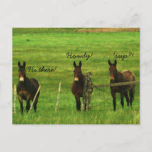 Donkey Postkarte