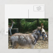 Donkey Postkarte (Vorne/Hinten)