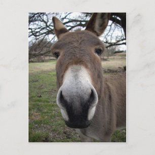 DONKEY POSTKARTE