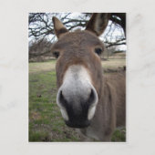 DONKEY POSTKARTE (Vorderseite)