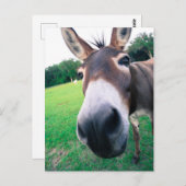 Donkey Postkarte (Vorne/Hinten)