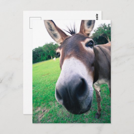 Donkey Postkarte (Vorne/Hinten)