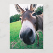 Donkey Postkarte (Vorderseite)