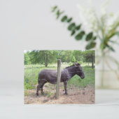 Donkey Postkarte (Stehend Vorderseite)