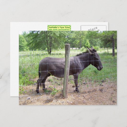 Donkey Postkarte (Vorne/Hinten)