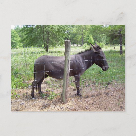 Donkey Postkarte (Vorderseite)