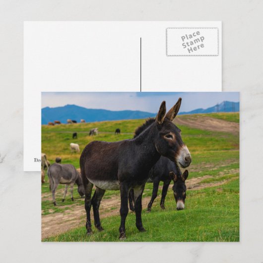 Donkey Postkarte (Vorne/Hinten)