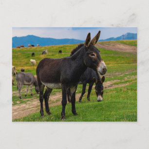 Donkey Postkarte