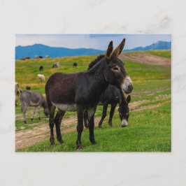 Donkey Postkarte