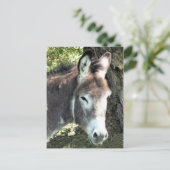 DONKEY POSTKARTE (Stehend Vorderseite)