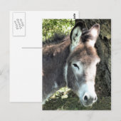 DONKEY POSTKARTE (Vorne/Hinten)