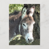 DONKEY POSTKARTE (Vorderseite)