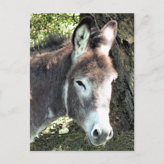 DONKEY POSTKARTE (Vorderseite)
