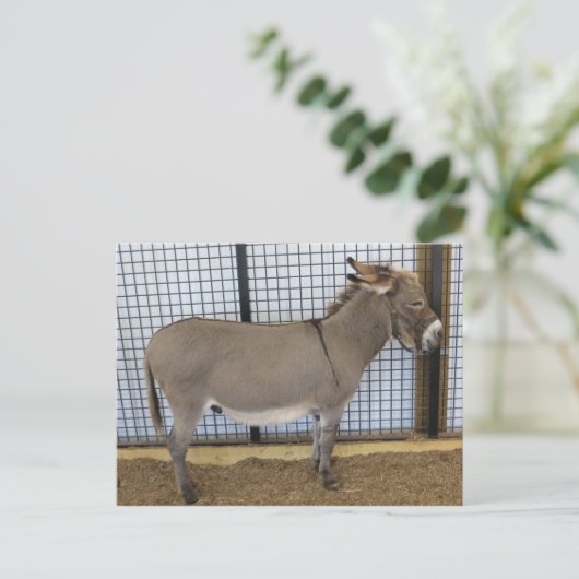 Donkey Postkarte (Stehend Vorderseite)