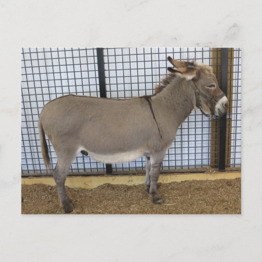 Donkey Postkarte (Vorderseite)