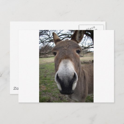 DONKEY POSTKARTE (Vorne/Hinten)