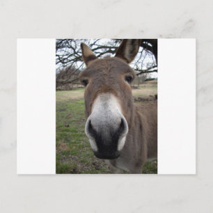 DONKEY POSTKARTE
