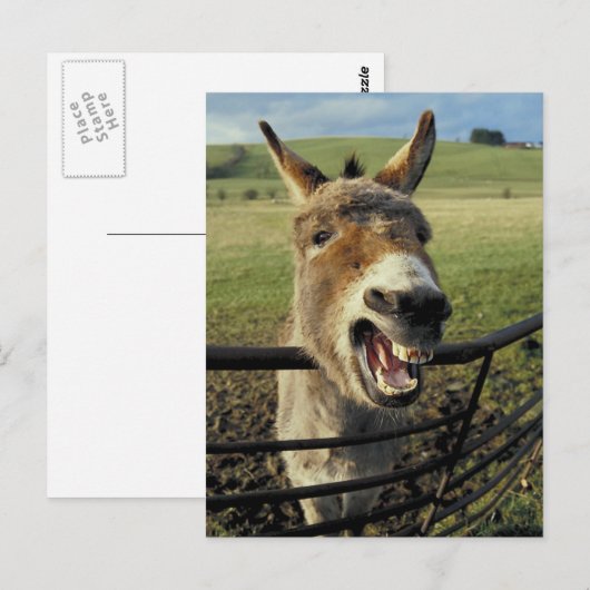 Donkey Postkarte (Vorne/Hinten)