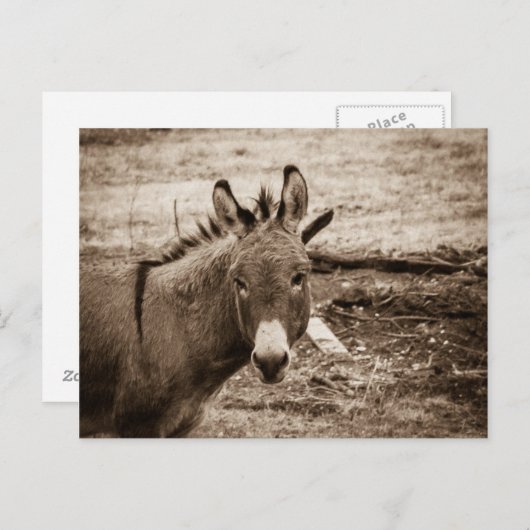Donkey Postkarte (Vorne/Hinten)