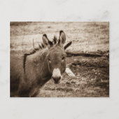 Donkey Postkarte (Vorderseite)