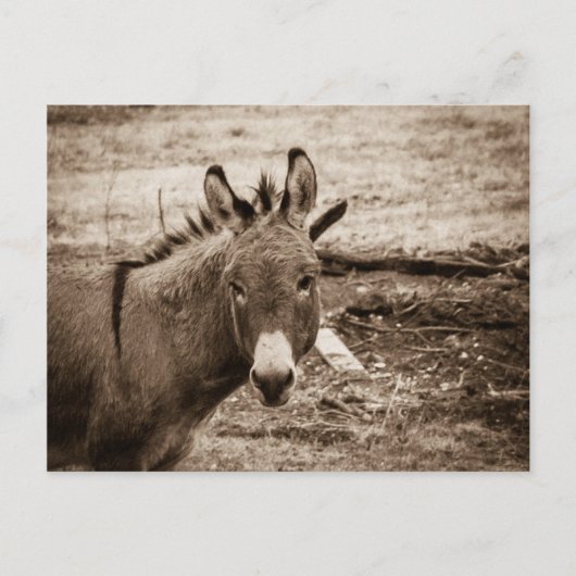 Donkey Postkarte (Vorderseite)