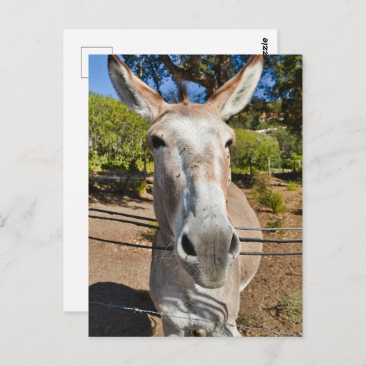 Donkey Postkarte (Vorne/Hinten)