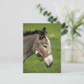 Donkey Postkarte (Stehend Vorderseite)