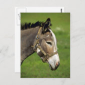 Donkey Postkarte (Vorne/Hinten)