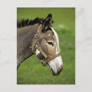 Donkey Postkarte