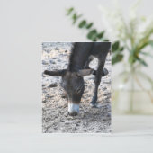 Donkey Postkarte (Stehend Vorderseite)