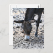 Donkey Postkarte (Vorne/Hinten)
