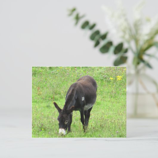 Donkey Postkarte (Stehend Vorderseite)
