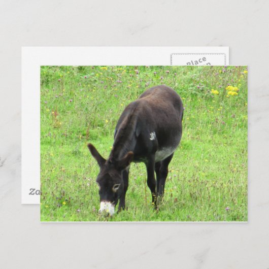 Donkey Postkarte (Vorne/Hinten)