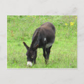 Donkey Postkarte (Vorderseite)