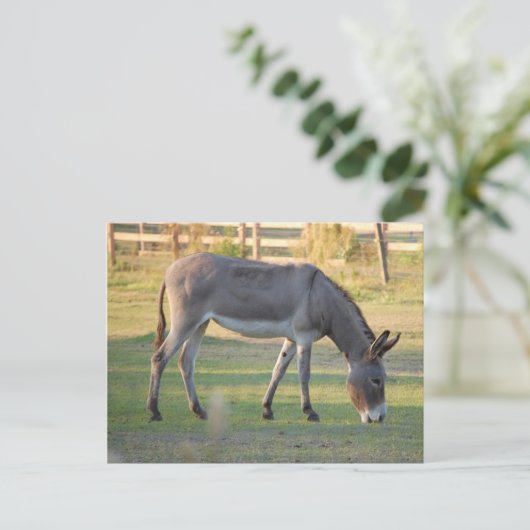 Donkey Postkarte (Stehend Vorderseite)